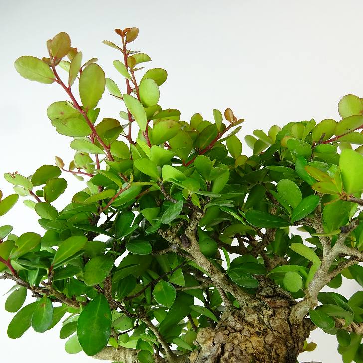 楽天市場】盆栽 針蔓柾 樹高 約17cm はりつるまさき 高級盆栽 Maytenus