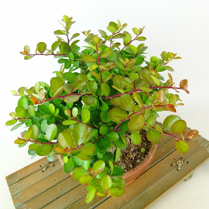 楽天市場】盆栽 針蔓柾 樹高 約17cm はりつるまさき 高級盆栽 Maytenus