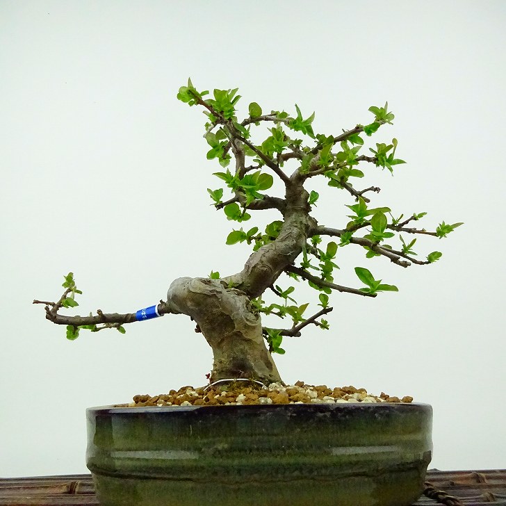 楽天市場】盆栽 花梨 樹高 約18cm かりん Pseudocydonia sinensis