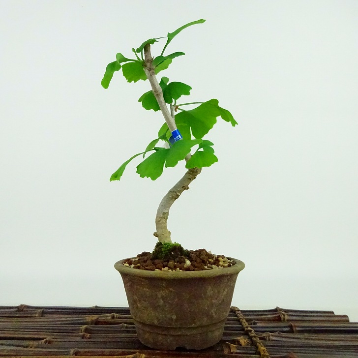 楽天市場】盆栽 銀杏 樹高 約17cm いちょう Ginkgo biloba イチョウ