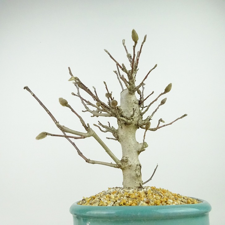 楽天市場】盆栽 姫こぶし 樹高 約23cm ひめこぶし Magnolia tomentosa