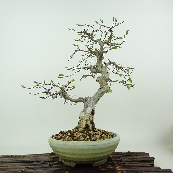 楽天市場】盆栽 岩四手 樹高 約26cm いわしで Carpinus turczaninovii