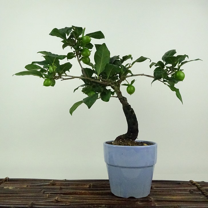 楽天市場】盆栽 老爺柿 黒衣 樹高 約22cm ろうやがき Diospyros