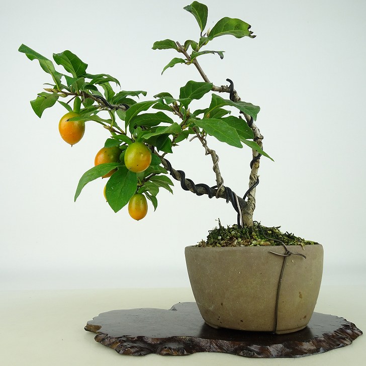 楽天市場】盆栽 老爺柿 樹高 約15cm ろうやがき Diospyros rhombifolia