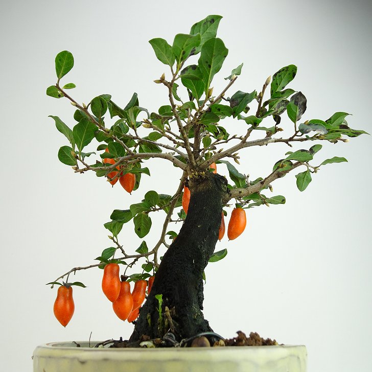 楽天市場】盆栽 老爺柿 福平 樹高 約18cm ろうやがき Diospyros