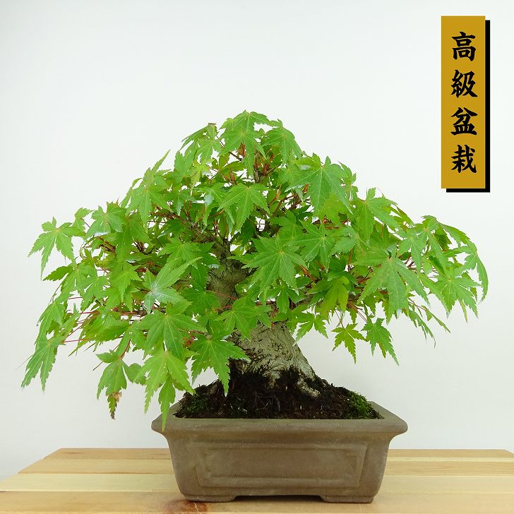 楽天市場】盆栽 紅葉 樹高 約20cm もみじ 高級盆栽 Acer palmatum