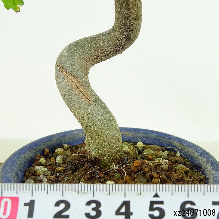 楽天市場】盆栽 楓 樹高 約19cm かえで Acer カエデ 紅葉 カエデ科