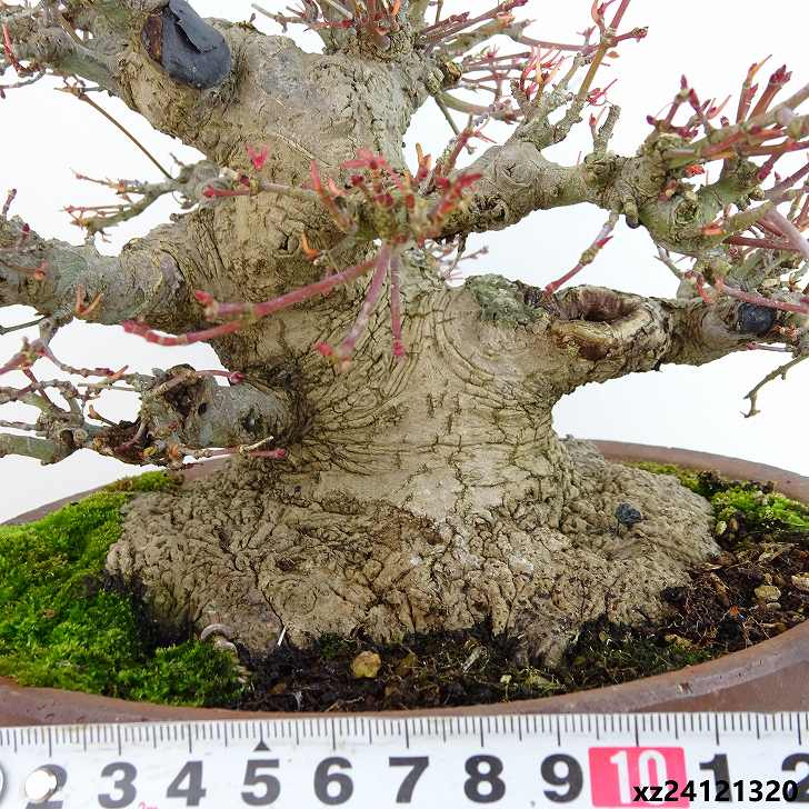 楽天市場】盆栽 紅葉 樹高 約17cm もみじ 高級盆栽 Acer palmatum