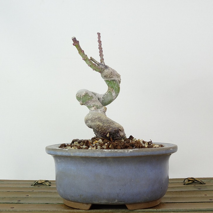 楽天市場】獅子頭 盆栽の通販