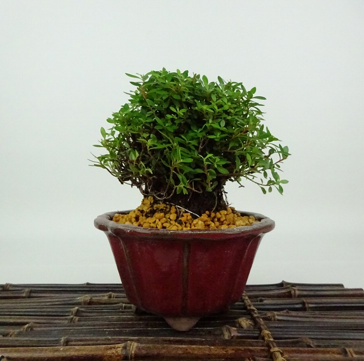 楽天市場】アルプス乙女（盆栽｜花・観葉植物）：花・ガーデン・DIYの通販