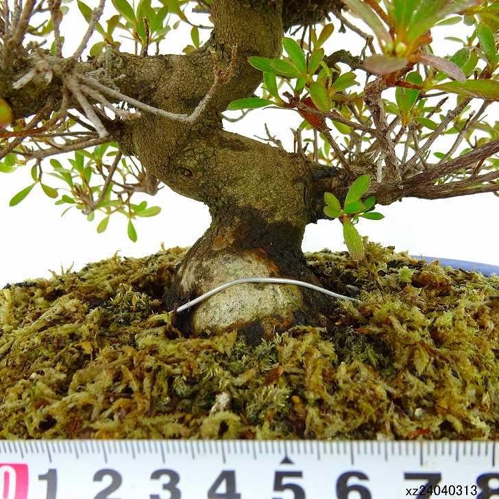 楽天市場】盆栽 皐月 若恵比須 樹高 約22cm さつき Rhododendron