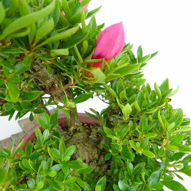 楽天市場】盆栽 皐月 明美の月 樹高 約16cm さつき Rhododendron