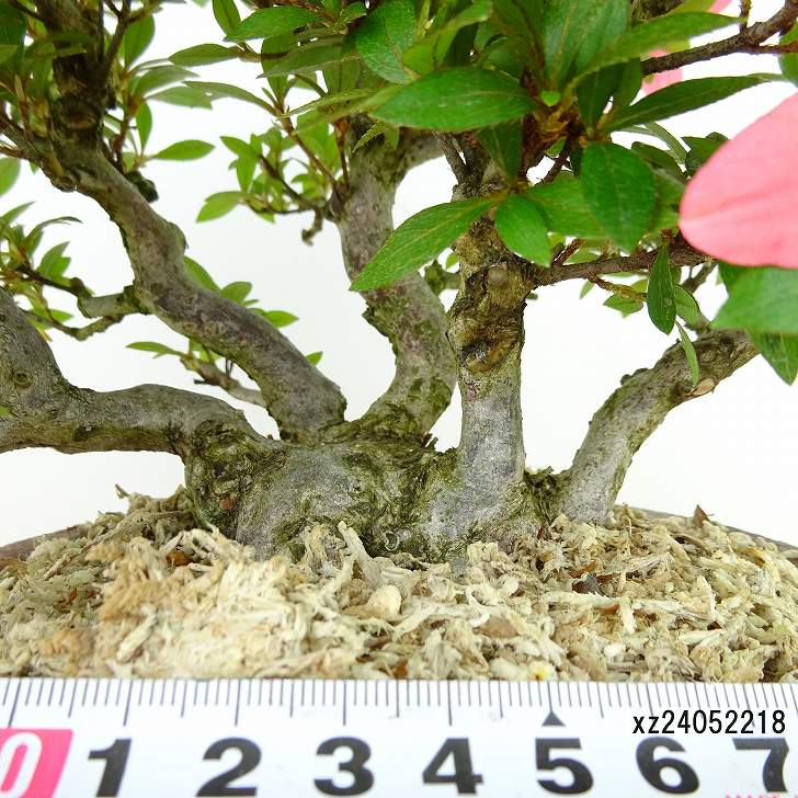 楽天市場】盆栽 皐月 新日光 樹高 約22cm さつき Rhododendron indicum