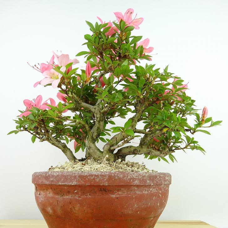 楽天市場】盆栽 皐月 新日光 樹高 約22cm さつき Rhododendron indicum