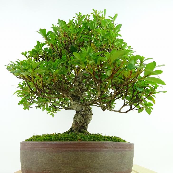 楽天市場】盆栽 皐月 桃太郎 樹高 約25cm さつき Rhododendron indicum