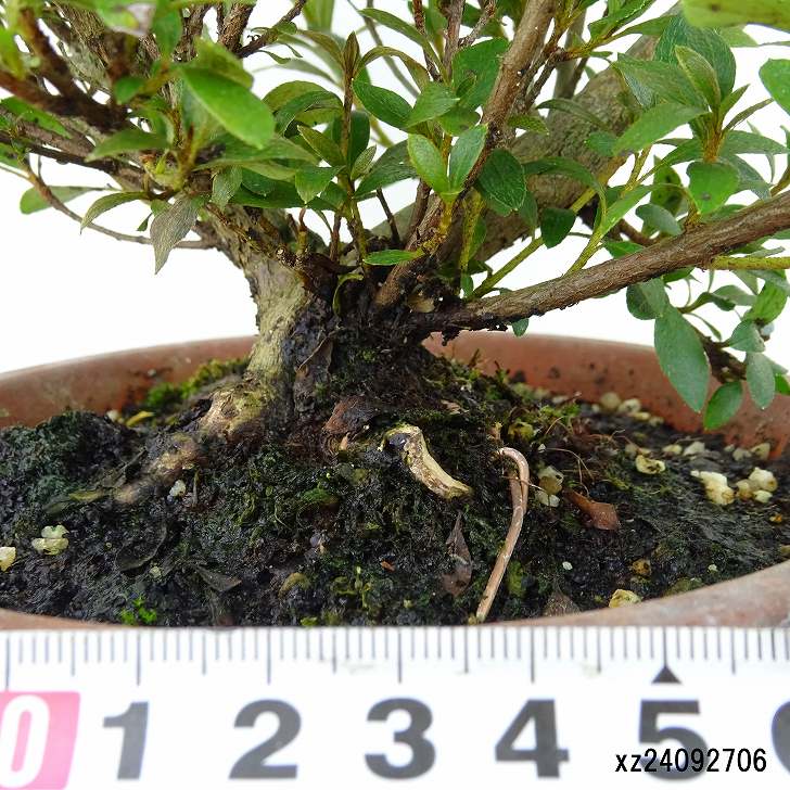 楽天市場】盆栽 皐月 花ビン 樹高 約15cm さつき Rhododendron indicum