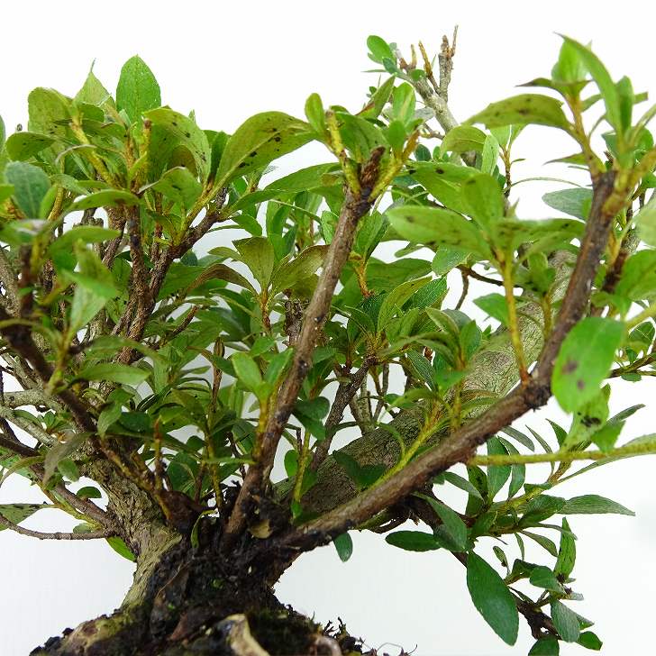 楽天市場】盆栽 皐月 花ビン 樹高 約15cm さつき Rhododendron indicum