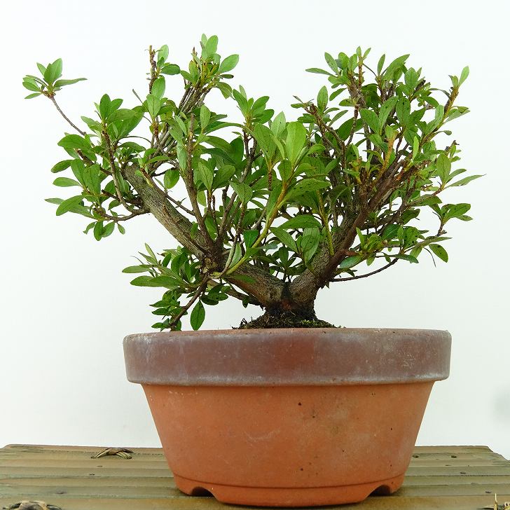 楽天市場】盆栽 皐月 花ビン 樹高 約15cm さつき Rhododendron indicum