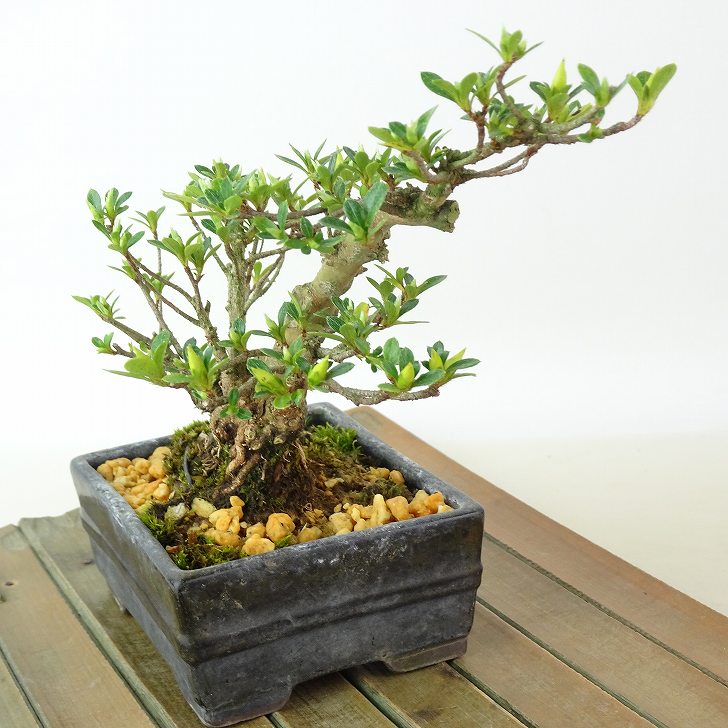 楽天市場】盆栽 皐月 小太郎 樹高 約12cm さつき Rhododendron indicum