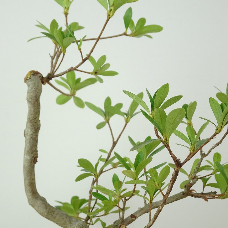 楽天市場】盆栽 皐月 神鏡 樹高 約25cm さつき Rhododendron indicum