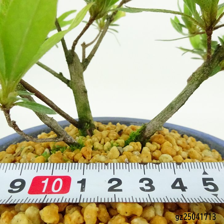 楽天市場】盆栽 皐月 聖代 樹高 約14cm さつき Rhododendron indicum