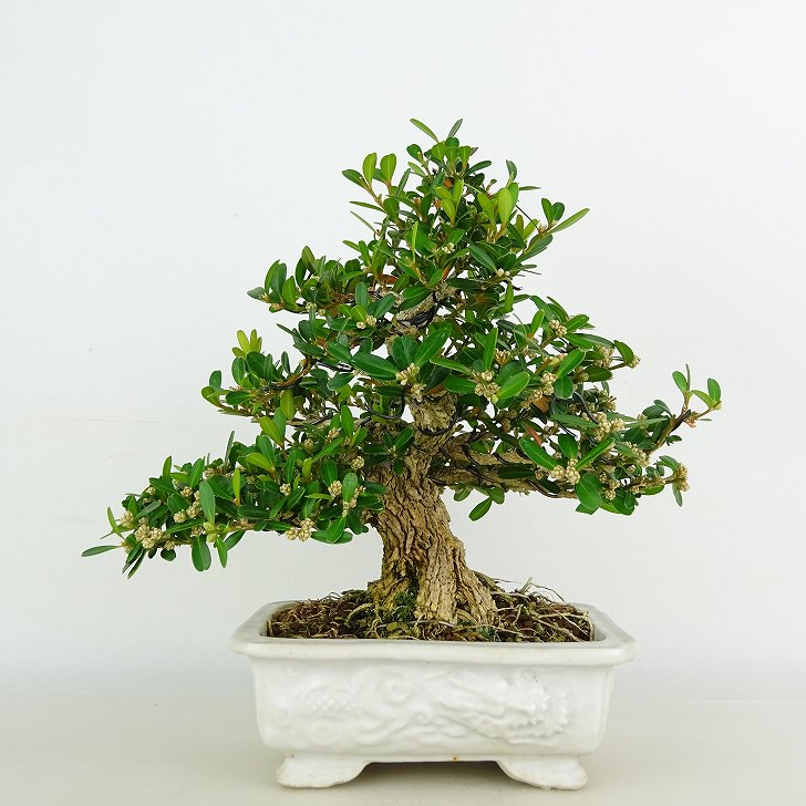 楽天市場】盆栽 台湾黄楊 樹高 約16cm たいわんつげ タイワンツゲ 柘植