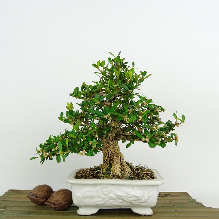 楽天市場】盆栽 台湾黄楊 樹高 約16cm たいわんつげ タイワンツゲ 柘植