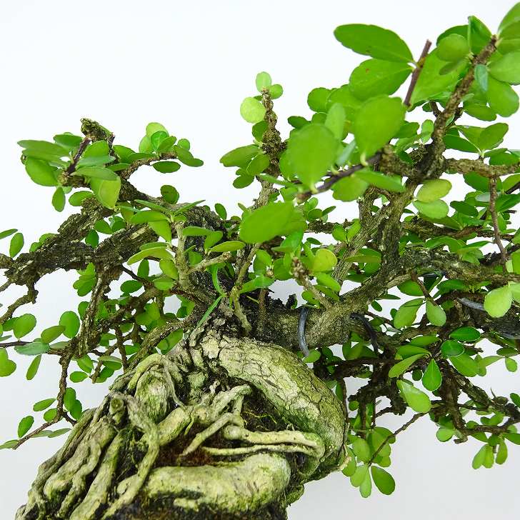 楽天市場】盆栽 針蔓柾 樹高 約17cm はりつるまさき Maytenus