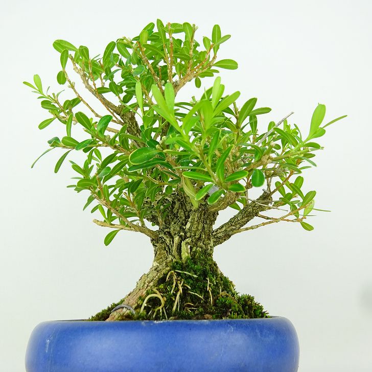 楽天市場】盆栽 台湾黄楊 樹高 約16cm たいわんつげ タイワンツゲ 柘植