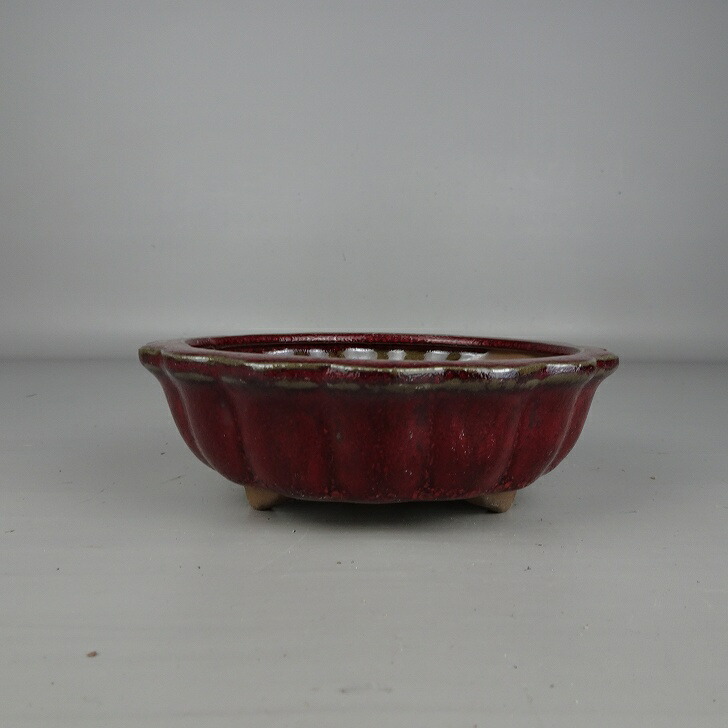 楽天市場】中国鉢の通販