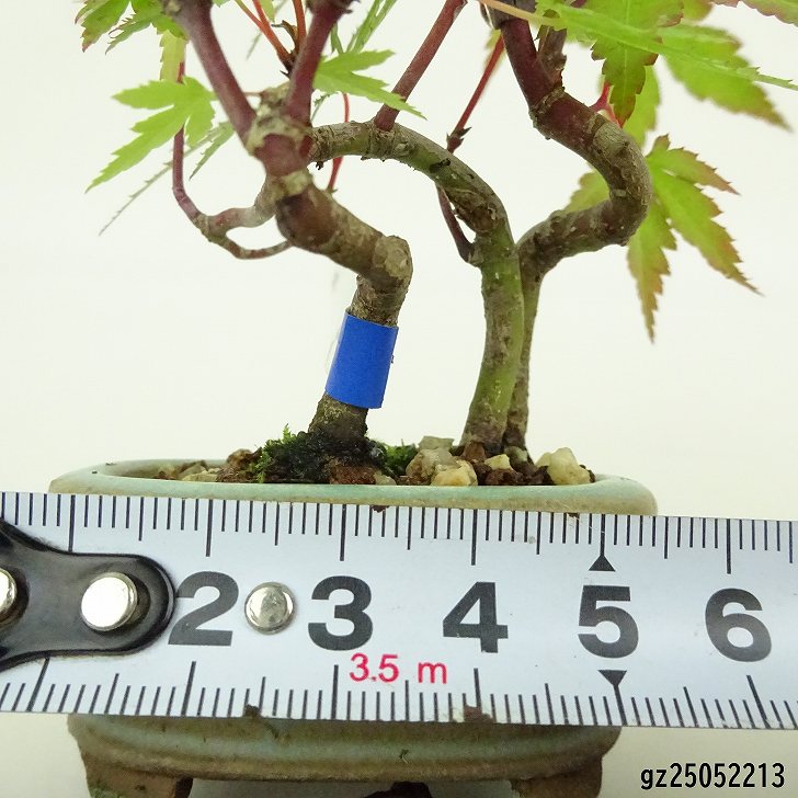 楽天市場】盆栽 紅葉 ミニ盆栽 樹高 約9cm もみじ Acer palmatum