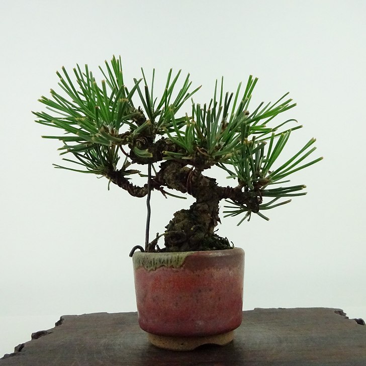 楽天市場】盆栽 松 黒松 ミニ盆栽 樹高 約9cm くろまつ Pinus
