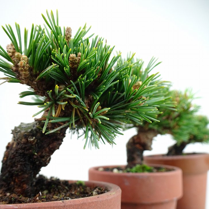 楽天市場】盆栽 松 五葉松 明星 樹高 約5〜8cm ごようまつ Pinus