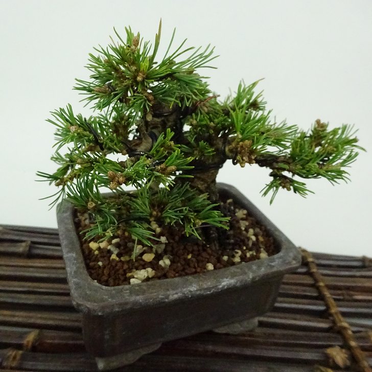 楽天市場】盆栽 松 五葉松 福娘 樹高 約8cm ごようまつ Pinus