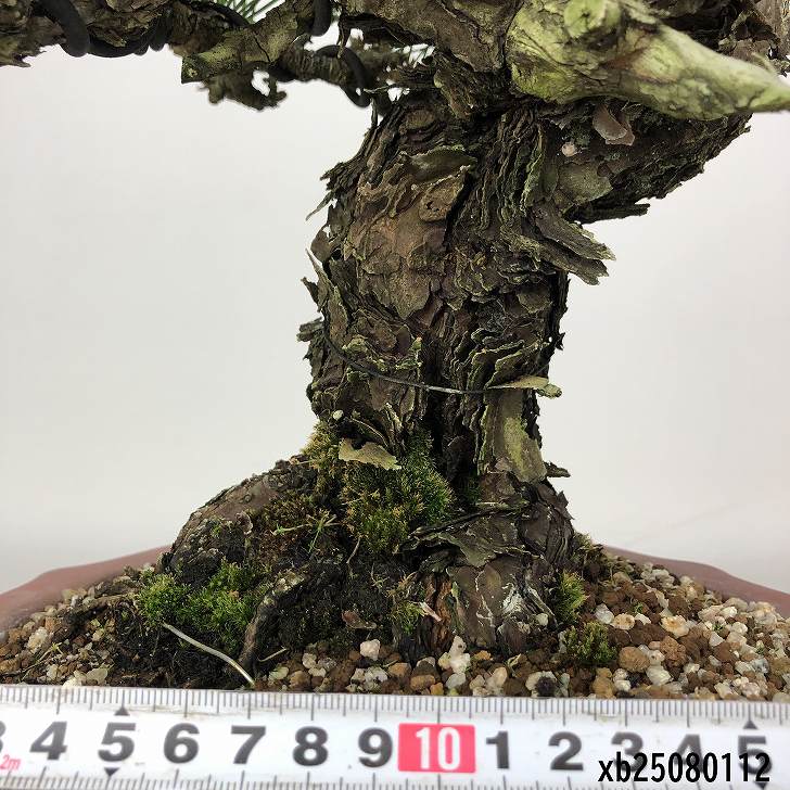 楽天市場】盆栽 松 黒松 樹高 約36cm くろまつ 高級盆栽 Pinus