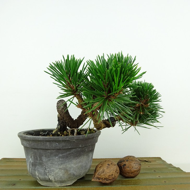 楽天市場】盆栽 松 黒松 寿寸松 樹高 約9cm くろまつ Pinus thunbergii