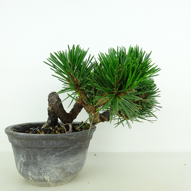 楽天市場】盆栽 松 黒松 寿寸松 樹高 約9cm くろまつ Pinus thunbergii