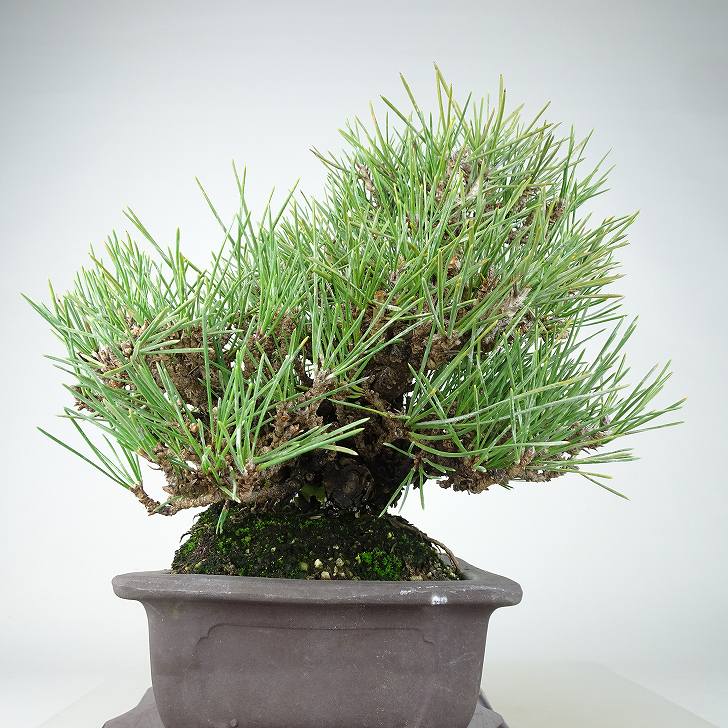 楽天市場】盆栽 松 黒松 瑞宝 樹高 約27cm くろまつ 高級盆栽 Pinus