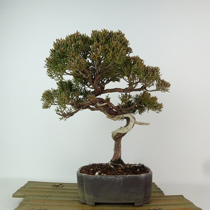 楽天市場】盆栽 真柏 樹高 約24cm しんぱく Juniperus chinensis