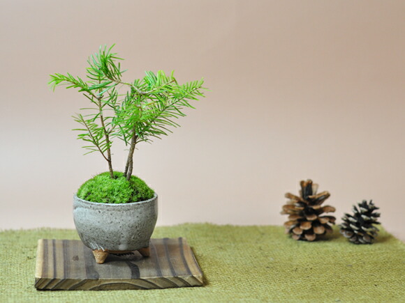 楽天市場】盆栽 松 ミニ盆栽 とどまつミニミニ鉢 椴松 北海道に自生
