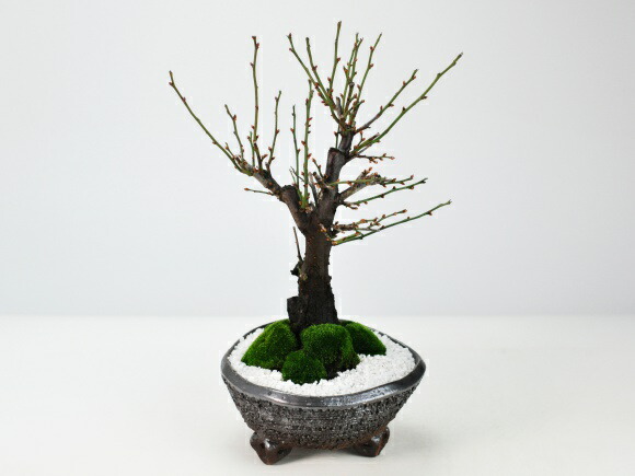 野梅(白一重) 梅[斜幹双幹木] 大品盆栽 タケシになります 野梅(白一重