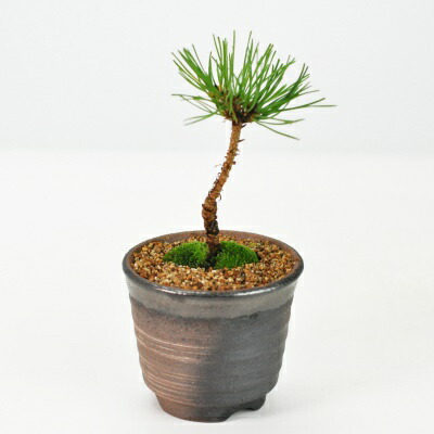 楽天市場】盆栽 ミニ盆栽 ミニ赤松 初心者 室内鑑賞 趣味 ぼんさい
