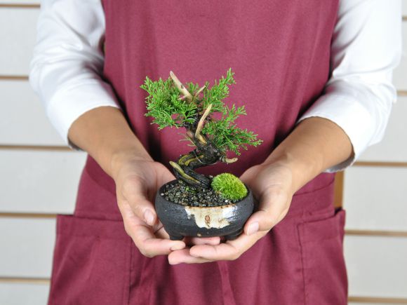 楽天市場】盆栽 真柏 小品 真柏 松盆栽 鉢植え ミニ盆栽 松柏 室内