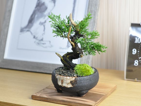 楽天市場】盆栽 真柏 小品 真柏 松盆栽 鉢植え ミニ盆栽 松柏 室内