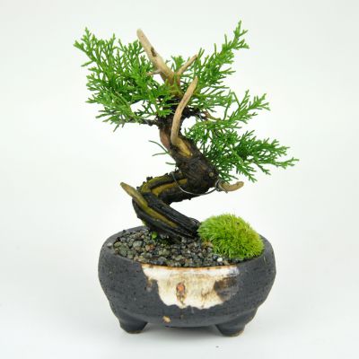 楽天市場】盆栽 真柏 小品 真柏 松盆栽 鉢植え ミニ盆栽 松柏 室内