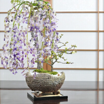 一才藤」の人気商品一覧 | 安い商品を通販サイトから探す - 価格.com