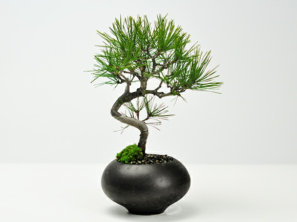 楽天市場】盆栽 松 黒松 曲げ付き 万古焼 ミニ盆栽 ミニ 盆栽 四国黒松