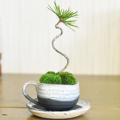 楽天市場】盆栽 松 黒松 ミニ盆栽 ミニミニ黒松 コーヒーカップ 受け皿