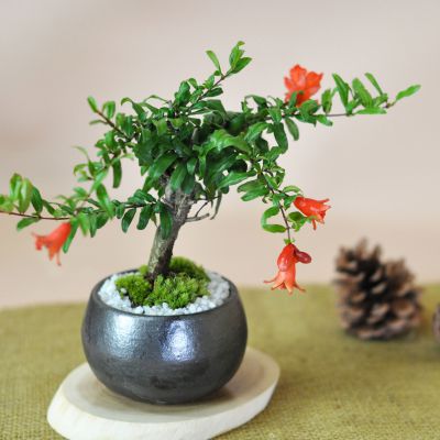 楽天市場】盆栽 姫ざくろ ミニ盆栽 ミニサイズ 柘榴 ザクロ 花もの 実