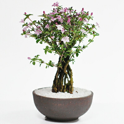 楽天市場】盆栽 根上がりの 香丁木 コウチョウギ 信楽焼陶器鉢 根上り